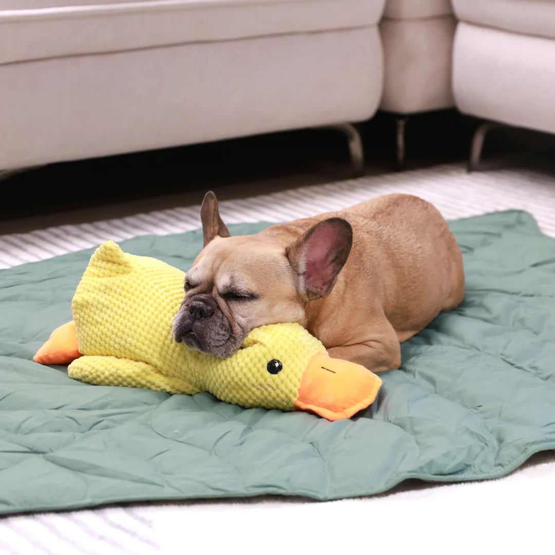 The Quack-Quack Duck Dog Toy!